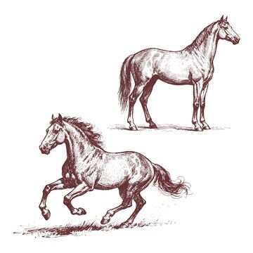素描马匹动作绘画设计素材