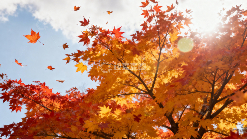 高清大图下载【趣麦麦图】枫叶枫树秋天006