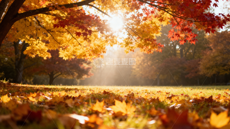 高清大图下载【趣麦麦图】枫叶枫树秋天014