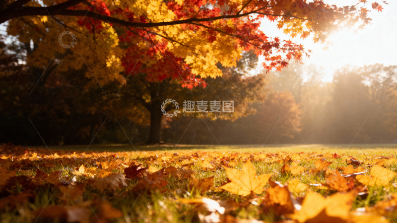 高清大图下载【趣麦麦图】枫叶枫树秋天003