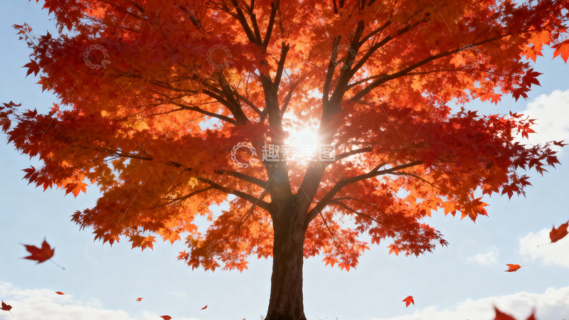 高清大图下载【趣麦麦图】枫叶枫树秋天012