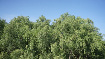 绿意盎然树林风光