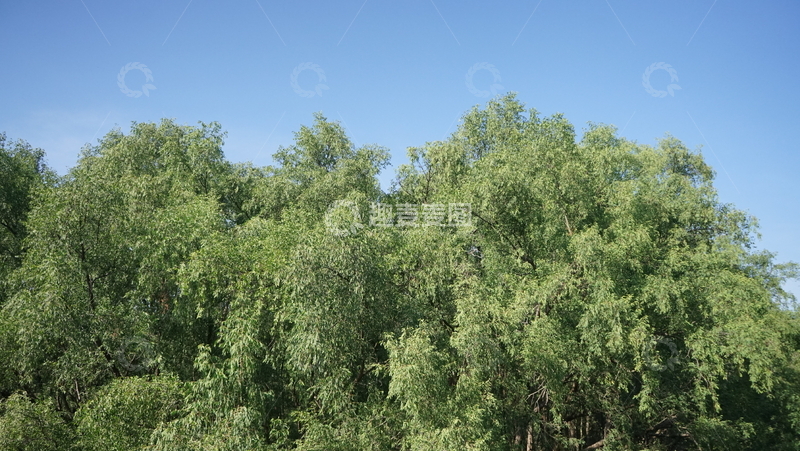 高清大图下载【趣麦麦图】绿意盎然树林风光