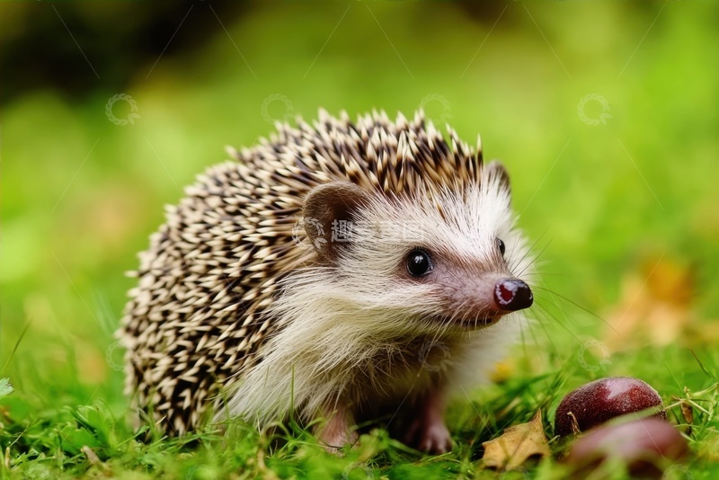 高清大图下载【趣麦麦图】草地上的小刺猬