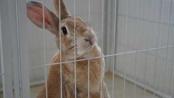 兔笼里的棕色小兔