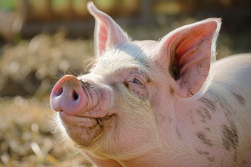 一只白白嫩嫩的母猪