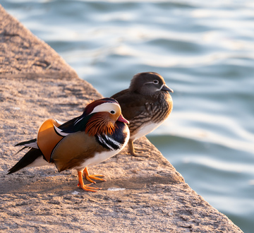 颐和园鸳鸯戏水