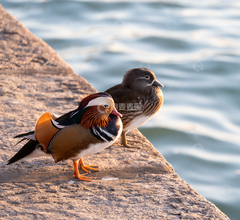 高清大图下载【趣麦麦图】颐和园鸳鸯戏水