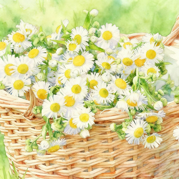 田园风雏菊篮子水彩画
