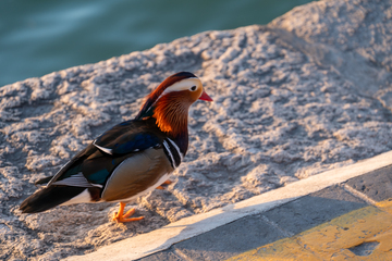 北京颐和园鸳鸯戏水