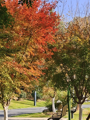 骆岗公园秋意盎然