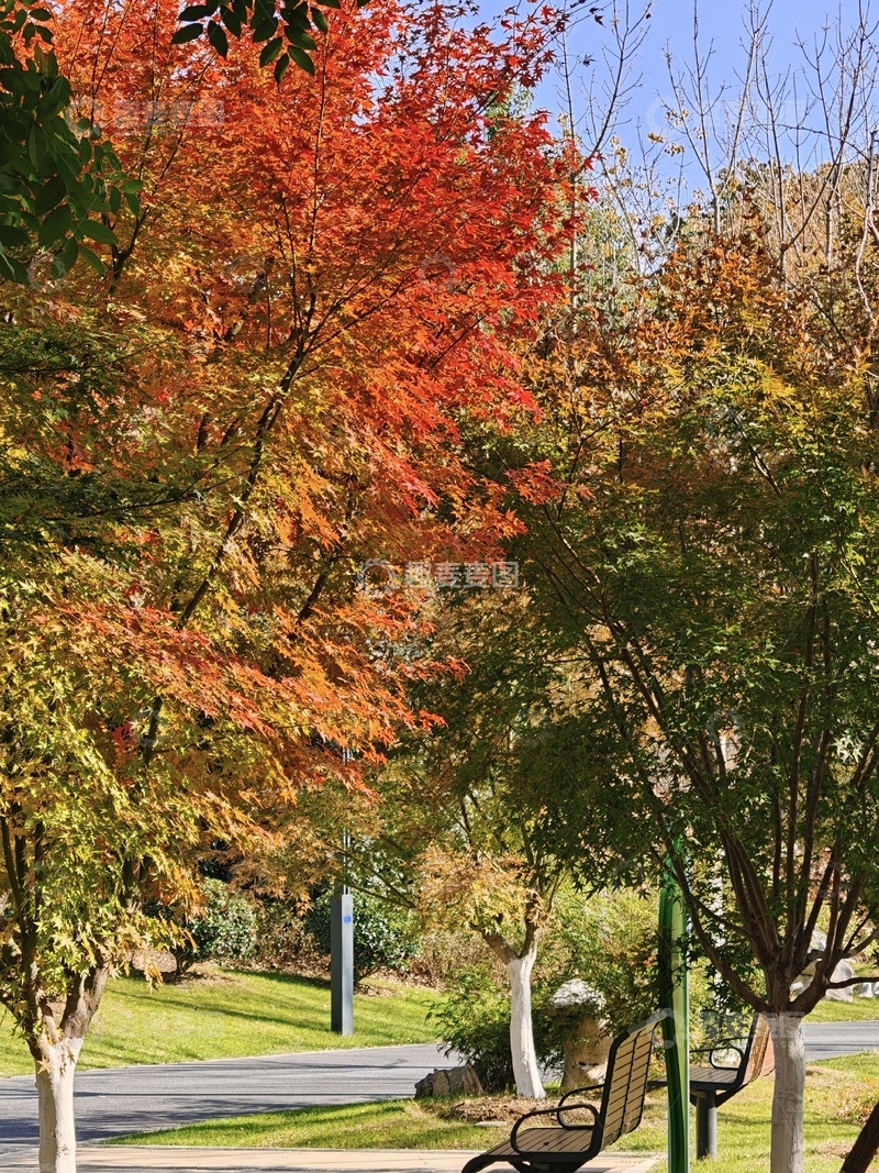 高清大图下载【趣麦麦图】骆岗公园秋意盎然