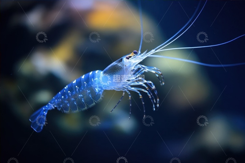 高清大图下载【趣麦麦图】一只发光的磷虾