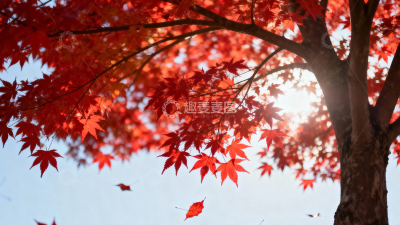 高清大图下载【趣麦麦图】枫叶枫树秋天020