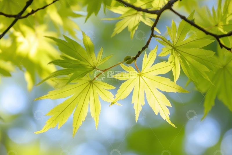 高清大图下载【趣麦麦图】绿色的枫树枝叶