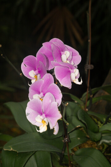 紫兰花盛开特写摄影图