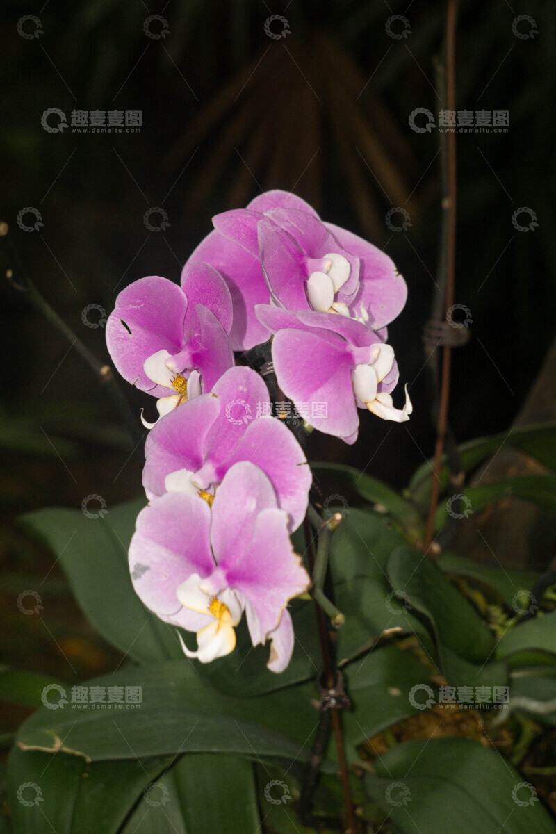 高清大图下载【趣麦麦图】紫兰花盛开特写摄影图