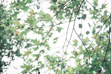 清新绿叶树枝摄影图