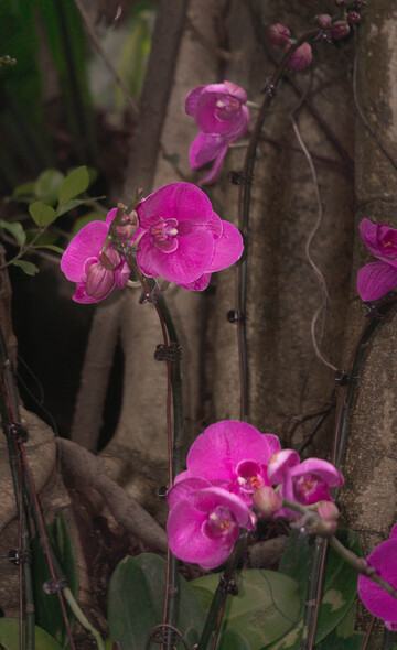 鲜艳兰花蝴蝶兰热带植物摄影