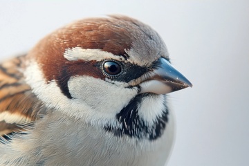 一只可爱的小麻雀