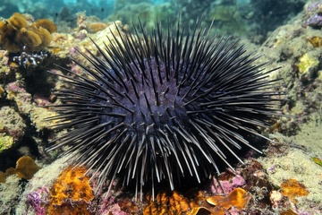 大海里的一只海胆