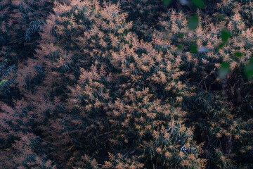 龙眼树盛放枝叶自然风光摄影