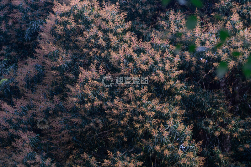 高清大图下载【趣麦麦图】-龙眼树盛放枝叶自然风光摄影