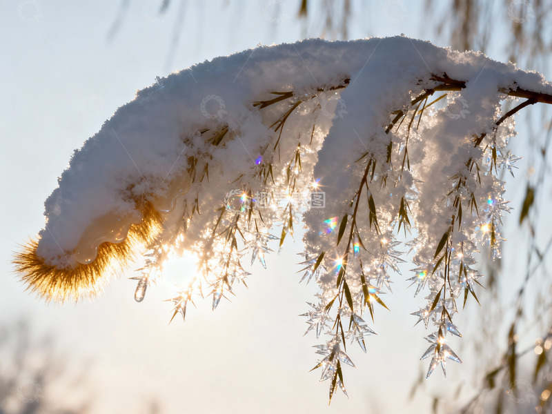 高清大图下载【趣麦麦图】积雪完全包裹的垂柳枝