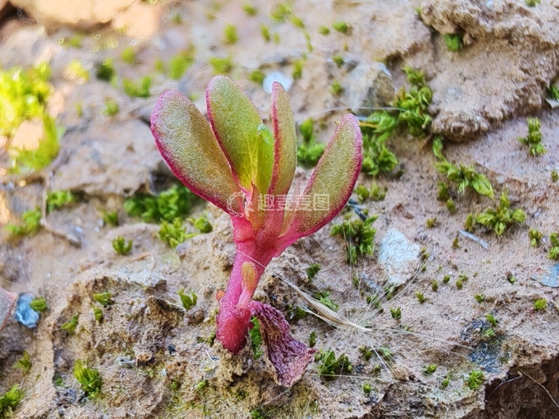 高清大图下载【趣麦麦图】土地里的野草