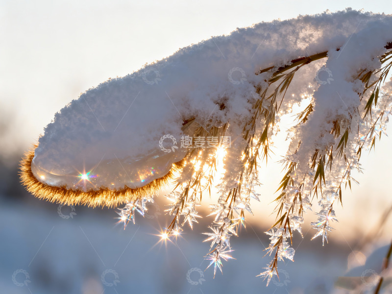 高清大图下载【趣麦麦图】积雪完全包裹的垂柳枝2