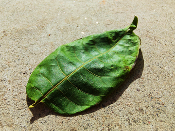 有点干枯的树叶