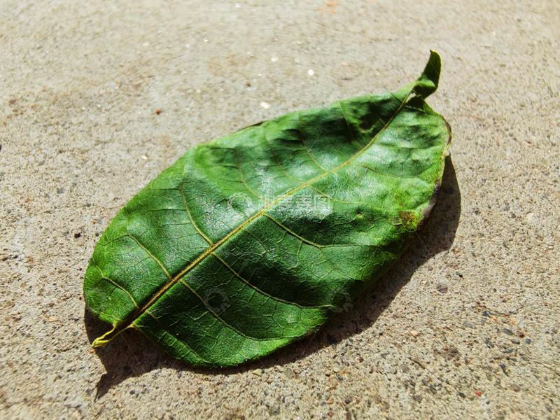 高清大图下载【趣麦麦图】-有点干枯的树叶