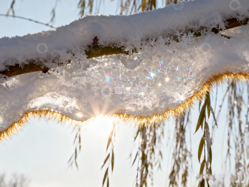 高清大图下载【趣麦麦图】积雪完全包裹的垂柳枝4