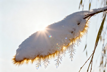 积雪完全包裹的垂柳枝6