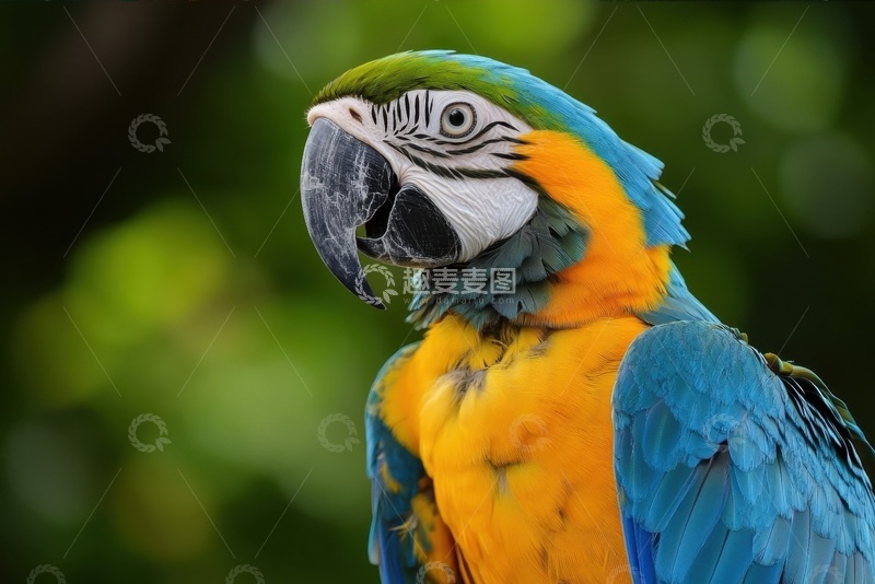 高清大图下载【趣麦麦图】一只金刚鹦鹉特写摄影