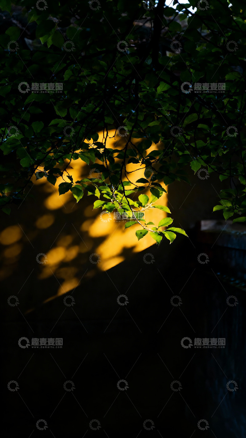 高清大图下载【趣麦麦图】光影透过上空新绿枝叶投射下光线5