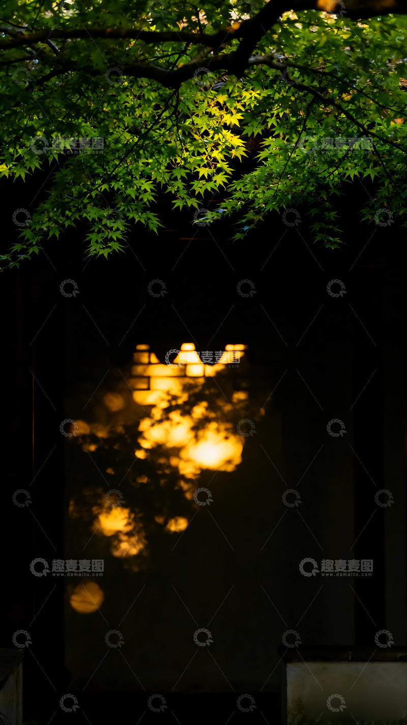 高清大图下载【趣麦麦图】光影透过上空新绿枝叶投射下光线6