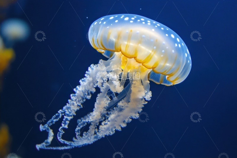 高清大图下载【趣麦麦图】大海里的一只白色水母