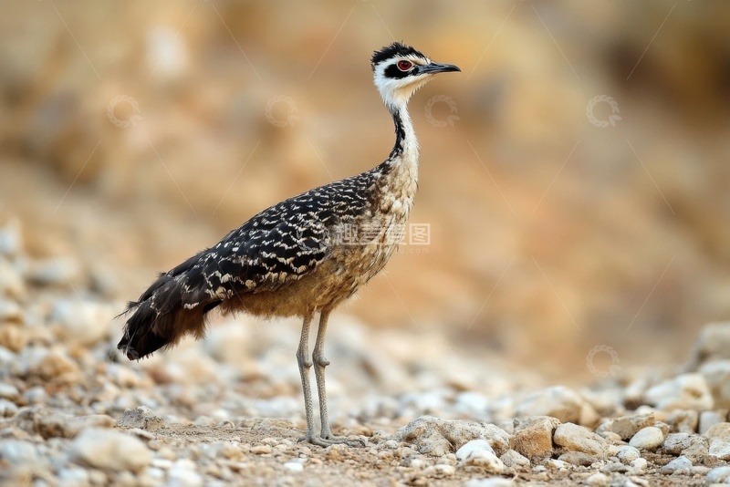 高清大图下载【趣麦麦图】荒原上的走地鸡