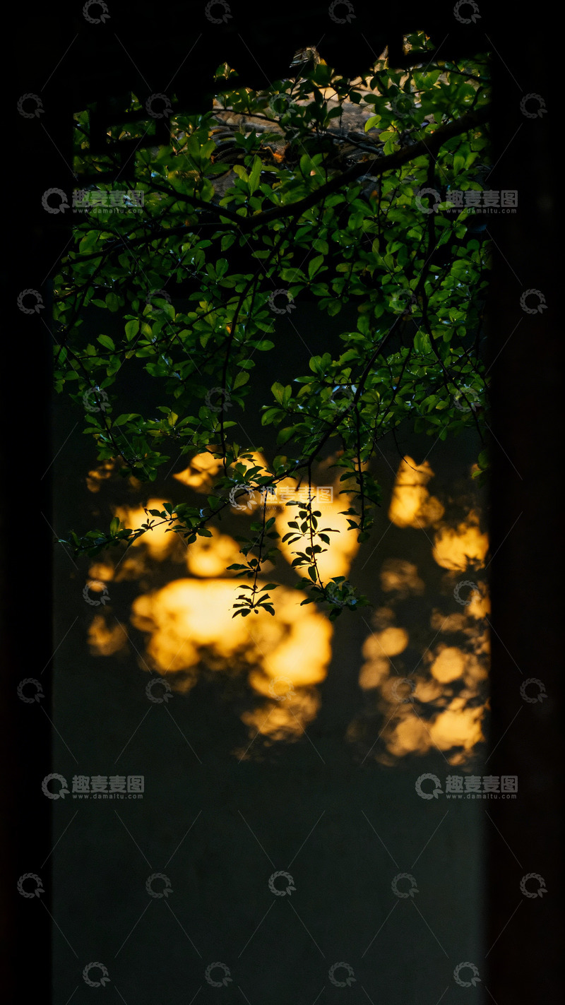 高清大图下载【趣麦麦图】光影透过上空新绿枝叶投射下光线2