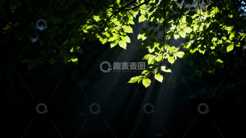 高清大图下载【趣麦麦图】光影透过上空新绿枝叶投射下光线1