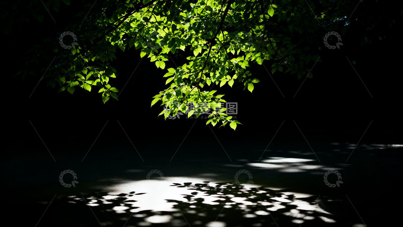 高清大图下载【趣麦麦图】光影透过上空新绿枝叶投射下光线4