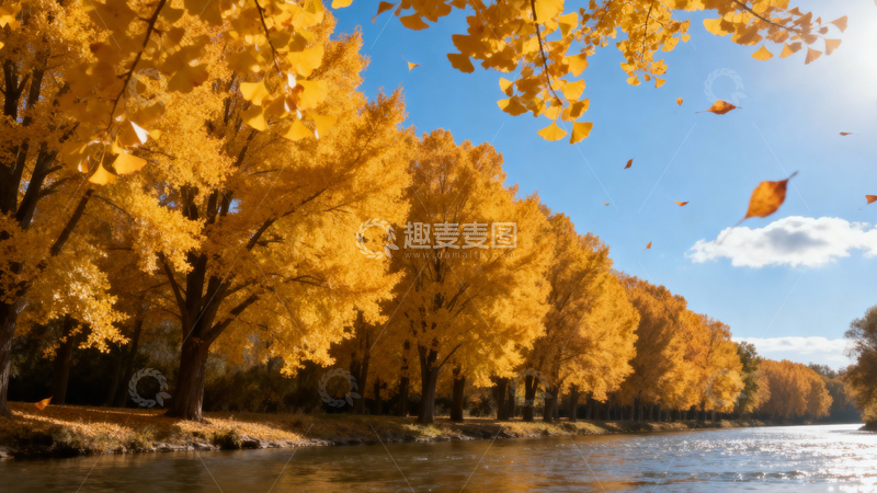 高清大图下载【趣麦麦图】银杏叶银杏树秋天003