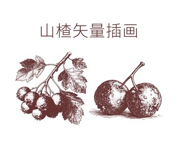 素描山楂插画