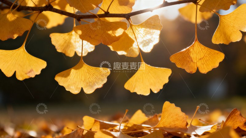 高清大图下载【趣麦麦图】银杏叶银杏树秋天005