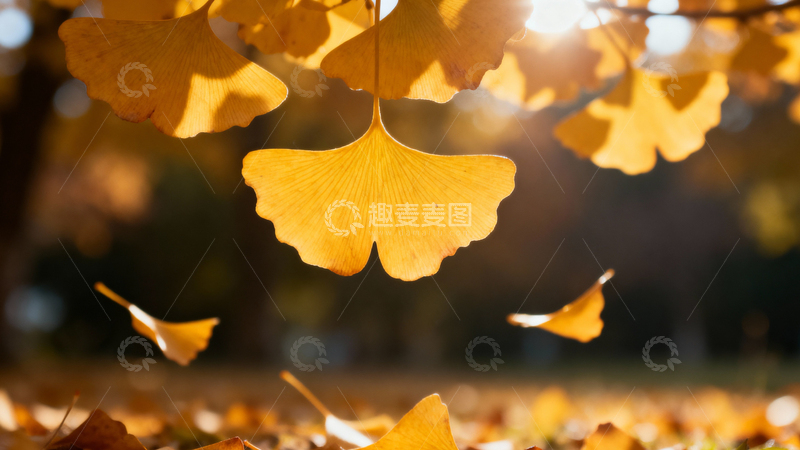 高清大图下载【趣麦麦图】银杏叶银杏树秋天010