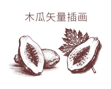 线描风格木瓜插画素材