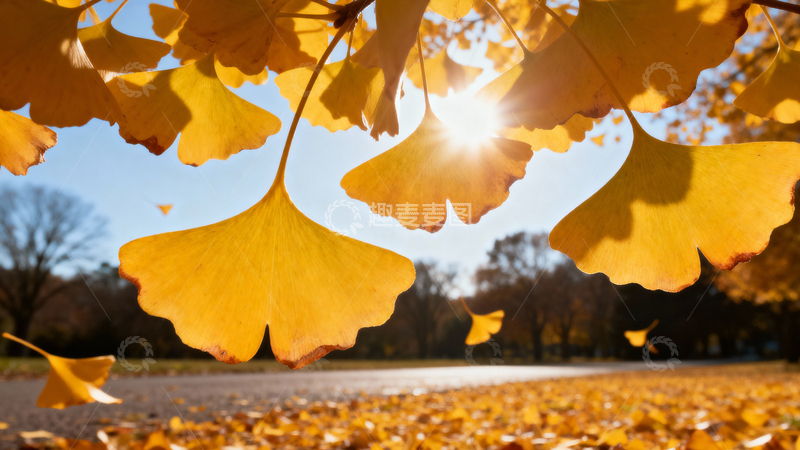 高清大图下载【趣麦麦图】银杏叶银杏树秋天004