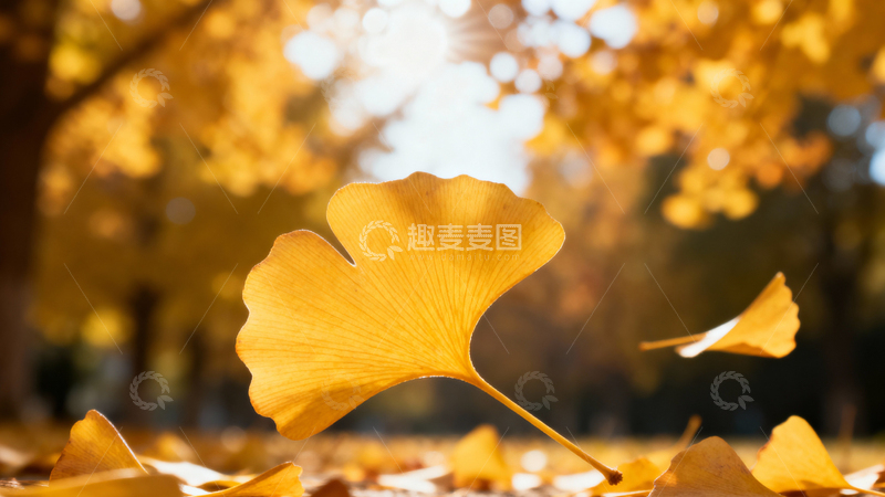 高清大图下载【趣麦麦图】银杏叶银杏树秋天001