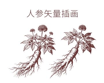 矢量插画人参植物图